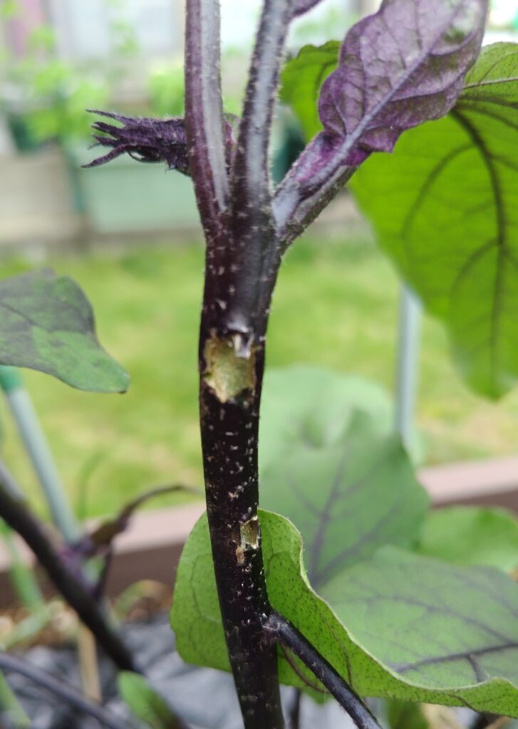 害虫にかじられた茄子その2