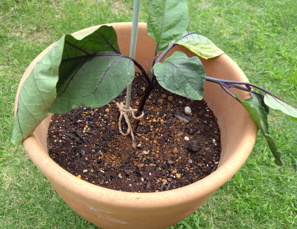 茄子の枝植付け