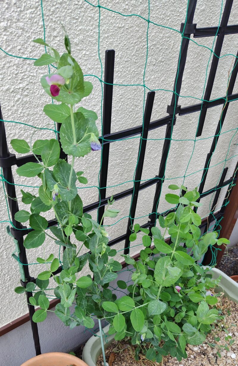 植えた豆苗