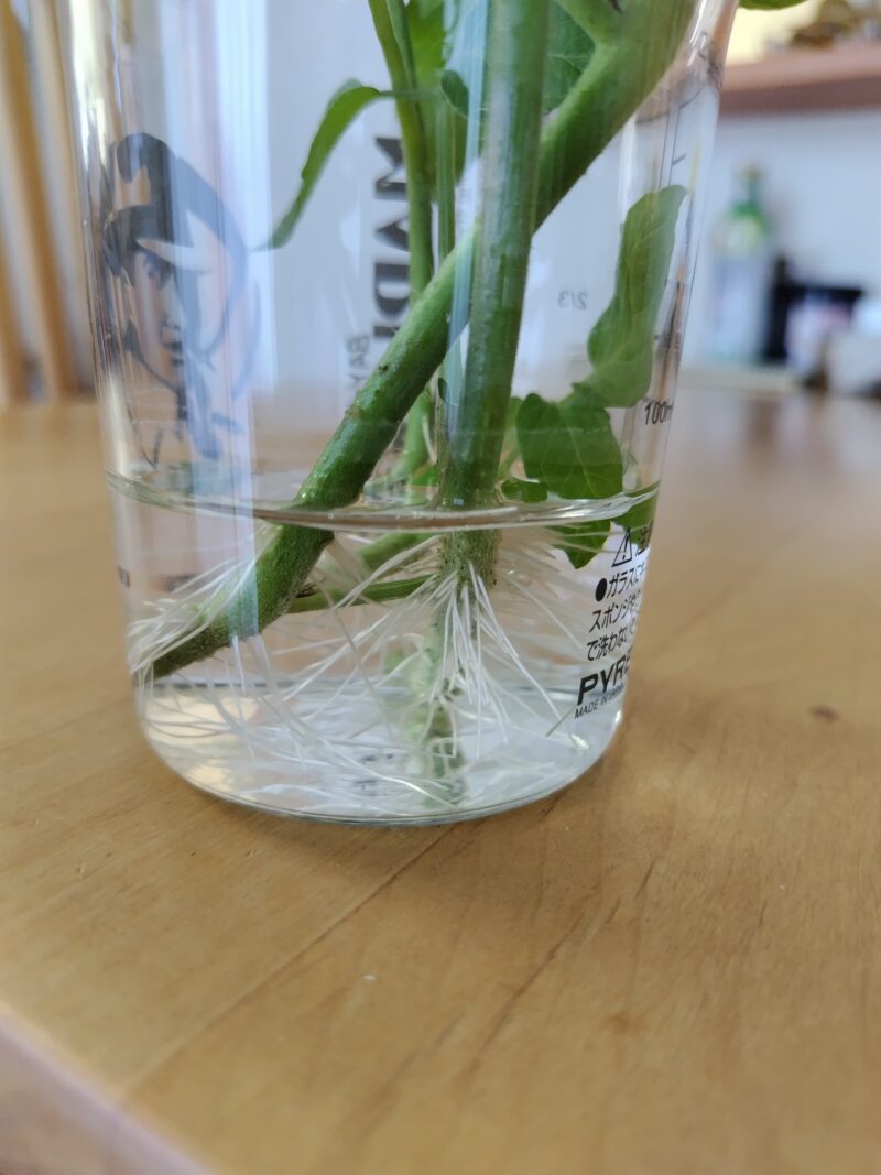 ミニトマト発根拡大