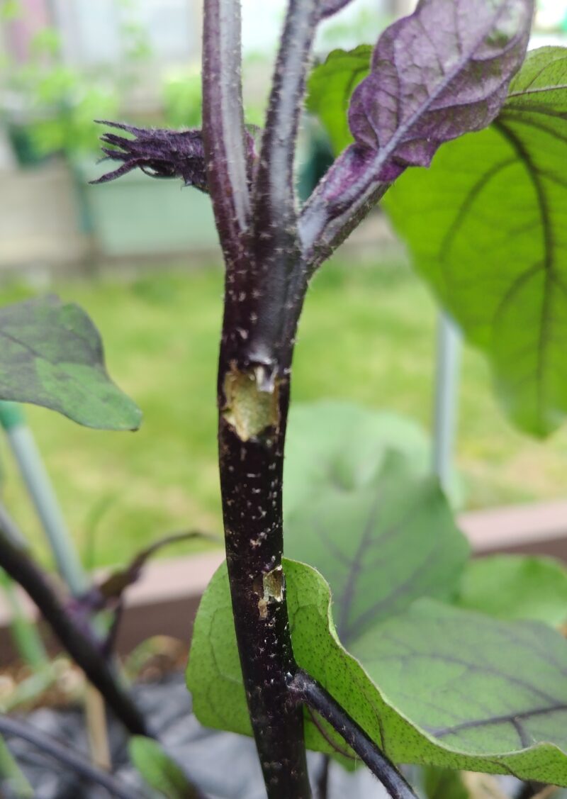 害虫にかじられた茄子2