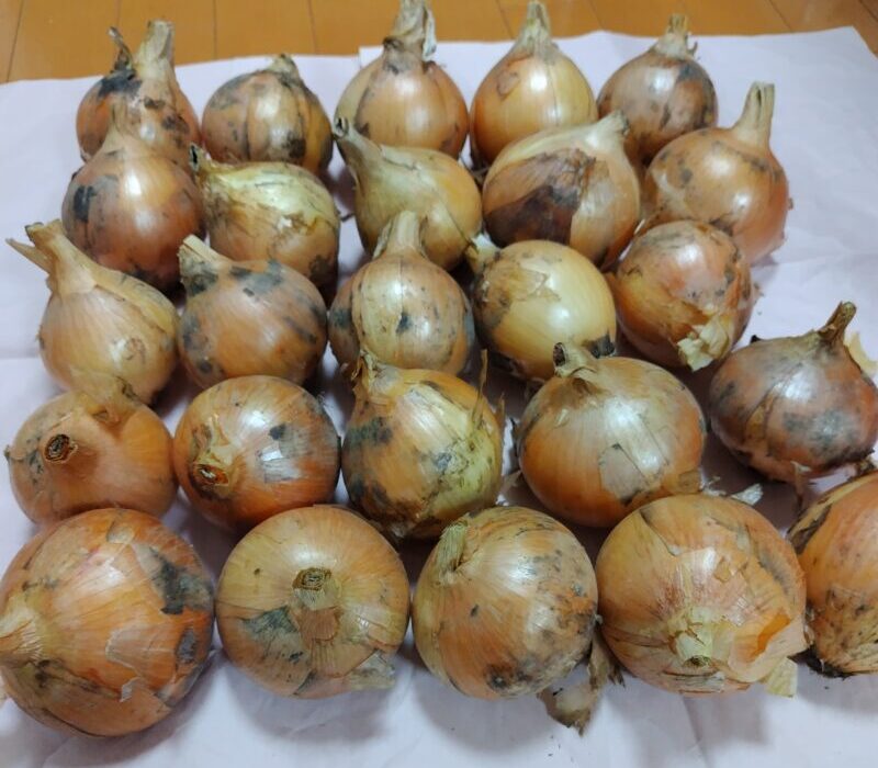 たまねぎ詰め放題全部
