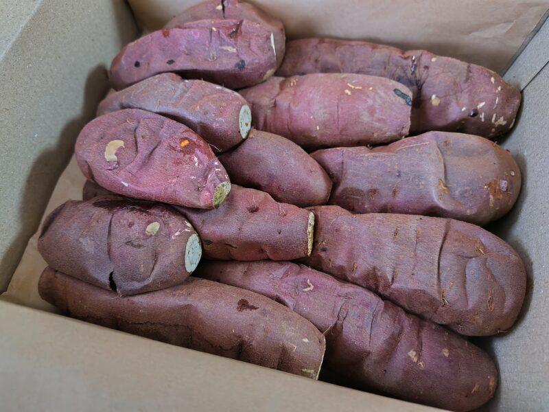 鹿島焼芋 純 1.5kg