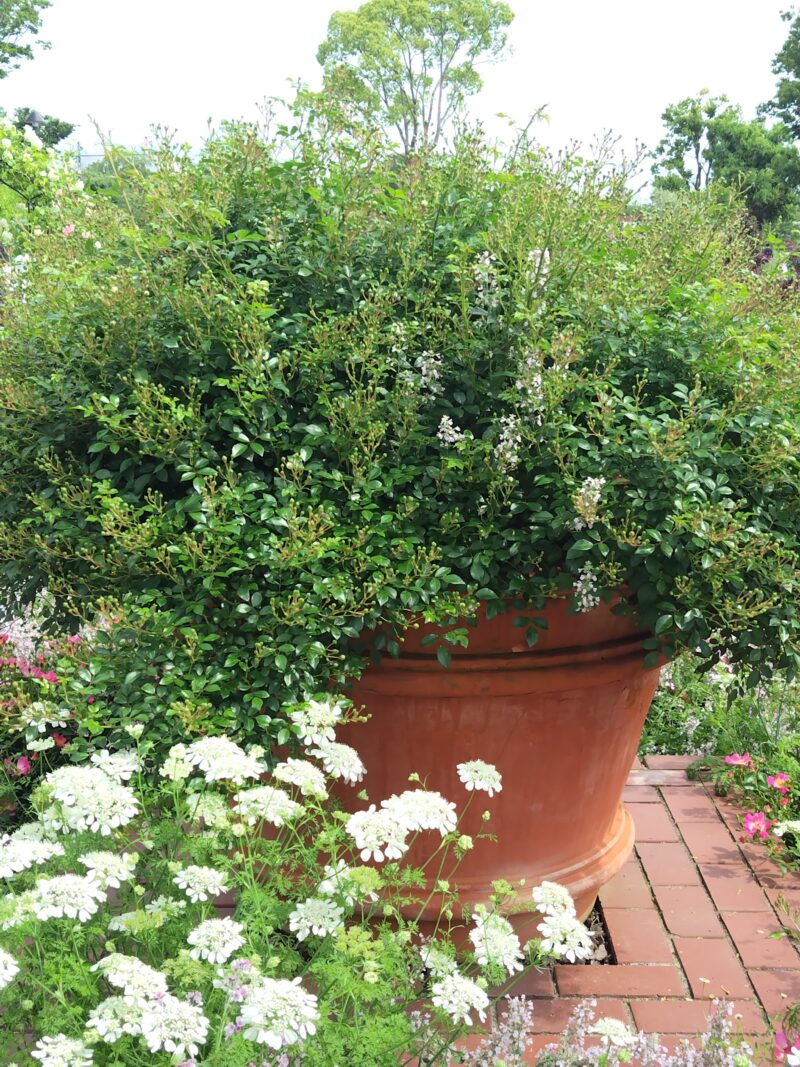 大きなテラコッタに植えられたバラ