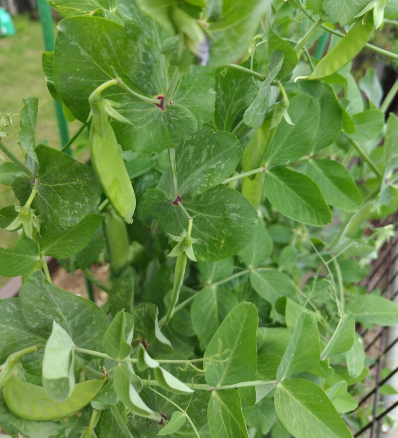 豆苗が育ったもの