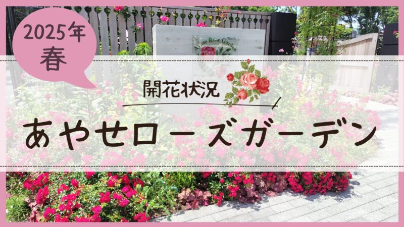 あやせローズガーデン開花状況2025・５アイキャッチ画像