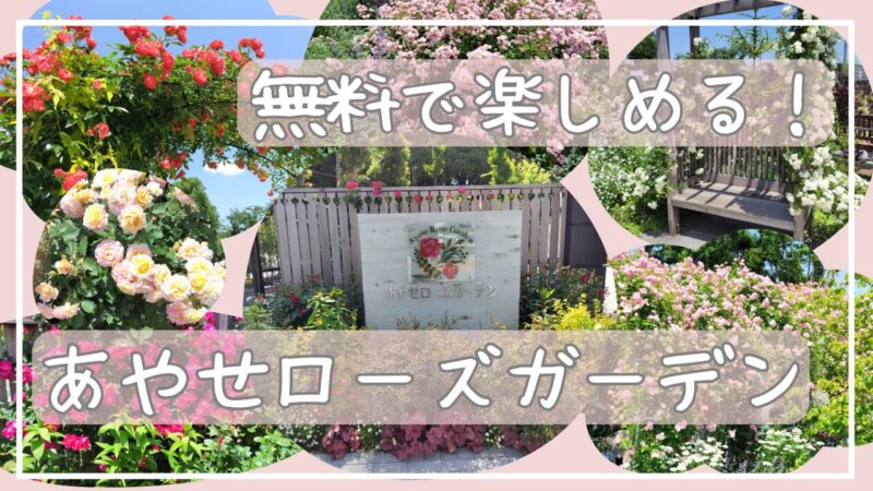 あやせローズガーデンアイキャチ画像