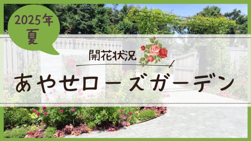 あやせローズガーデン開花状況2025夏アイキャッチ画像