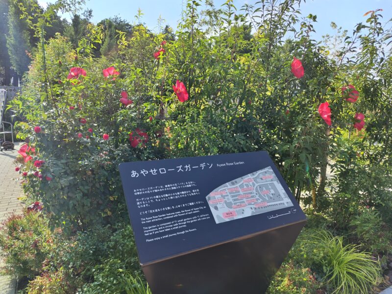 8月29日あやせローズガーデン