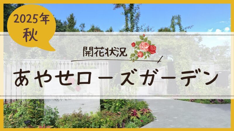 あやせローズガーデン２０２５年秋の開花状況