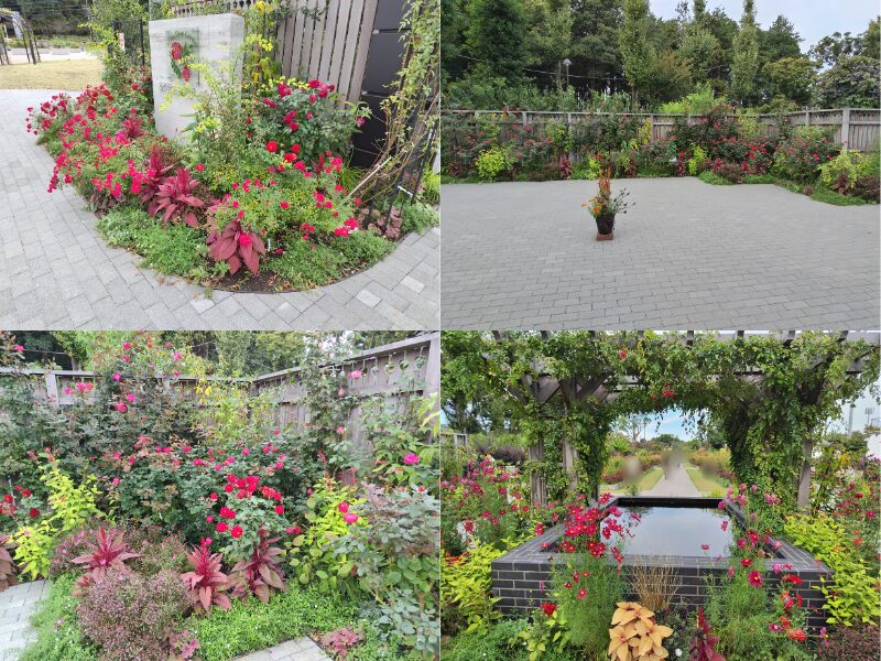 10月29日あやせローズガーデン