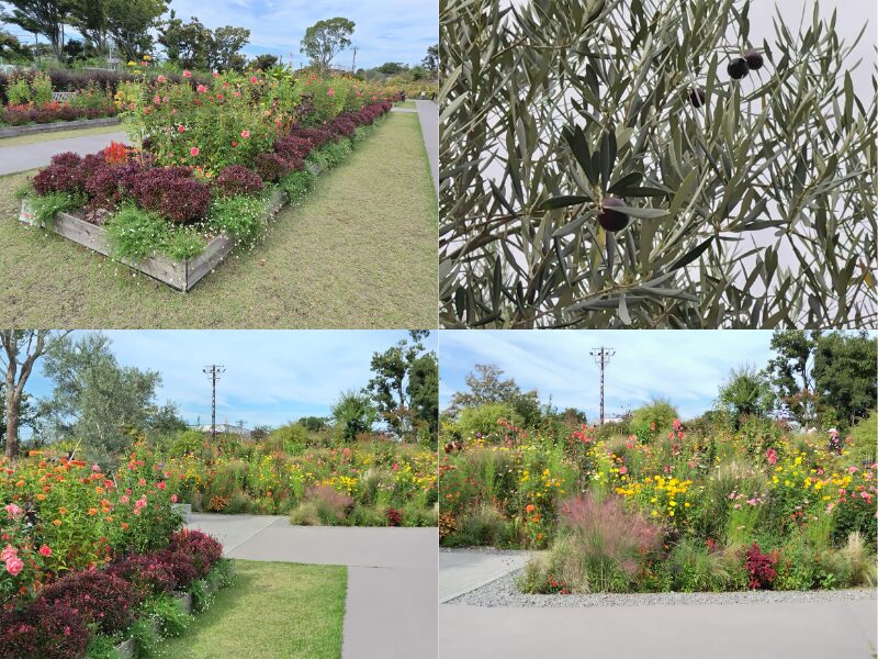 10月29日あやせローズガーデン