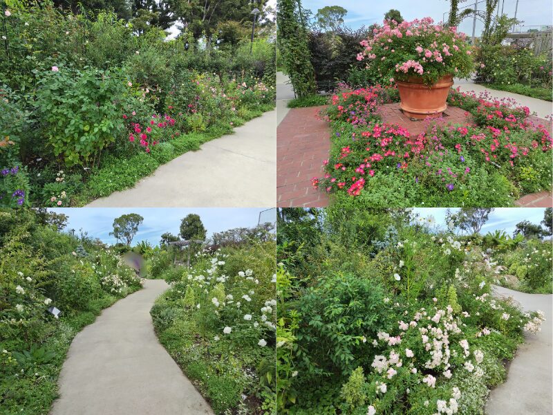 10月29日あやせローズガーデン