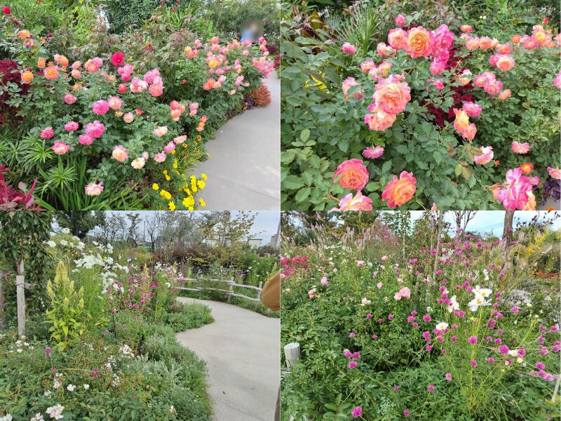 10月29日あやせローズガーデン