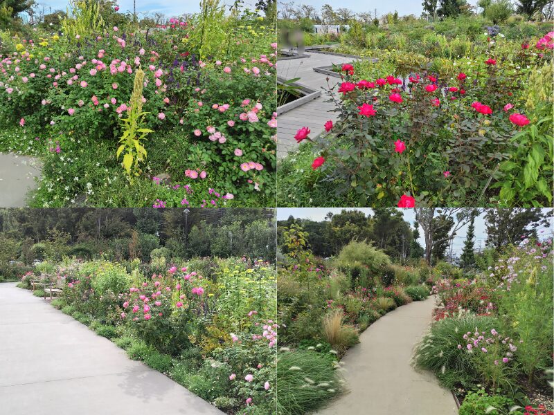 10月29日あやせローズガーデン