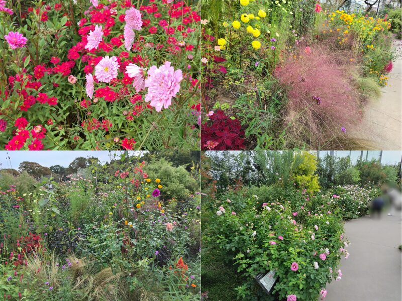 10月29日あやせローズガーデン