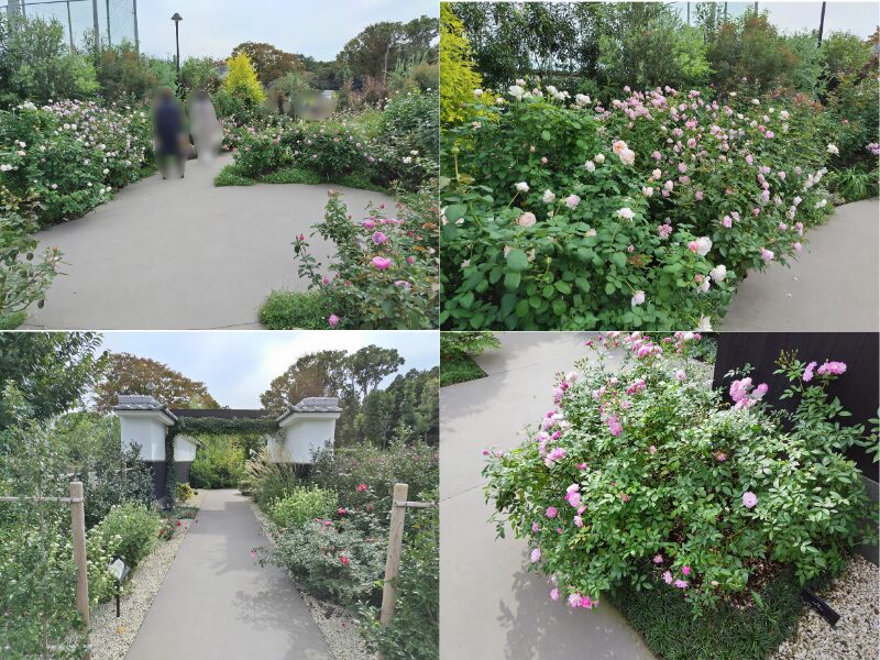 10月29日あやせローズガーデン