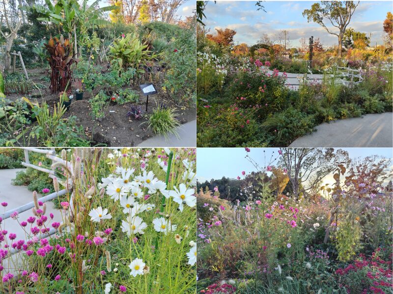 11月29日あやせローズガーデン