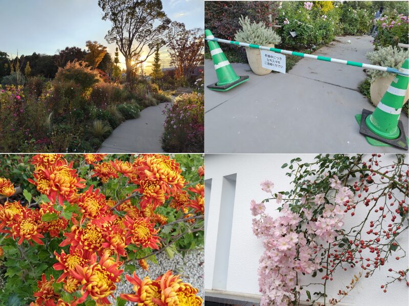 11月29日あやせローズガーデン