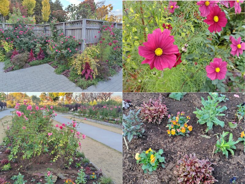 11月29日あやせローズガーデン