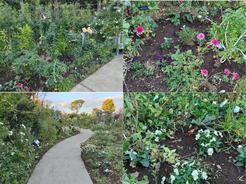 11月29日あやせローズガーデン