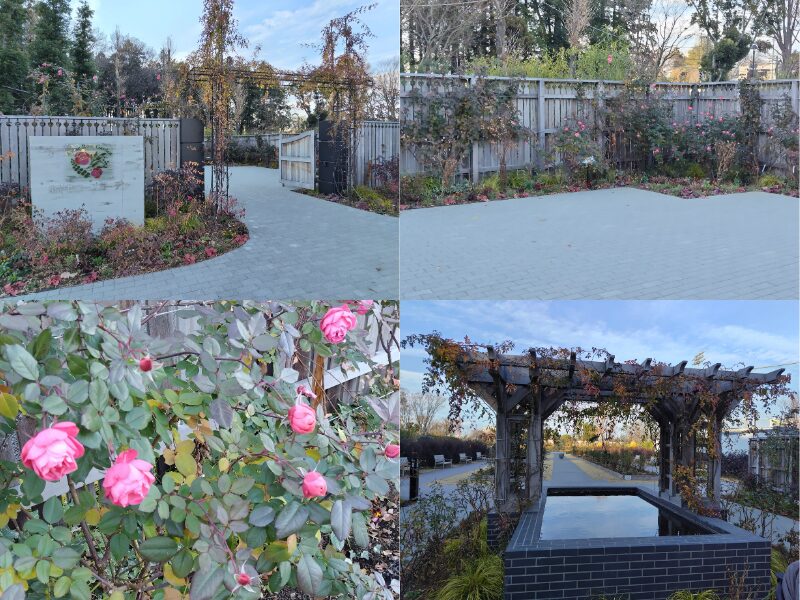 1月5日あやせローズガーデン