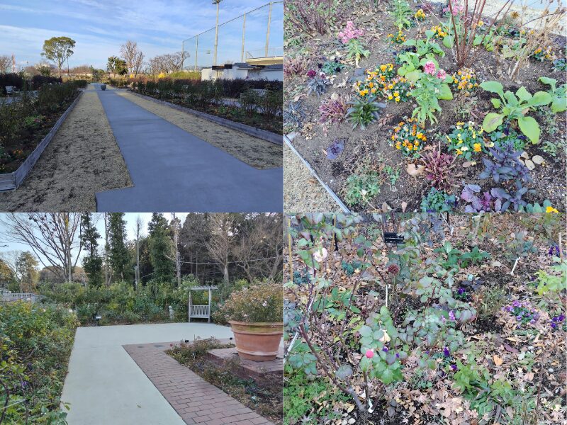 1月5日あやせローズガーデン