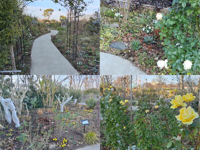 1月5日あやせローズガーデン