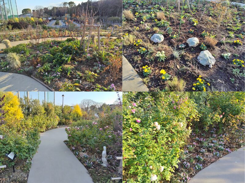 1月5日あやせローズガーデン