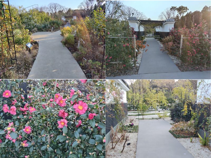 1月5日あやせローズガーデン