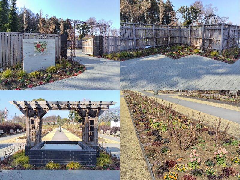 2月15日あやせローズガーデン