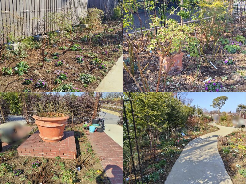 2月15日あやせローズガーデン