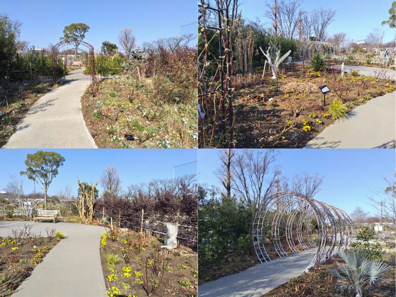 2月15日あやせローズガーデン