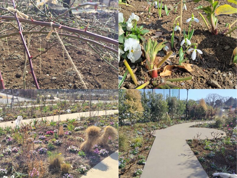 2月15日あやせローズガーデン