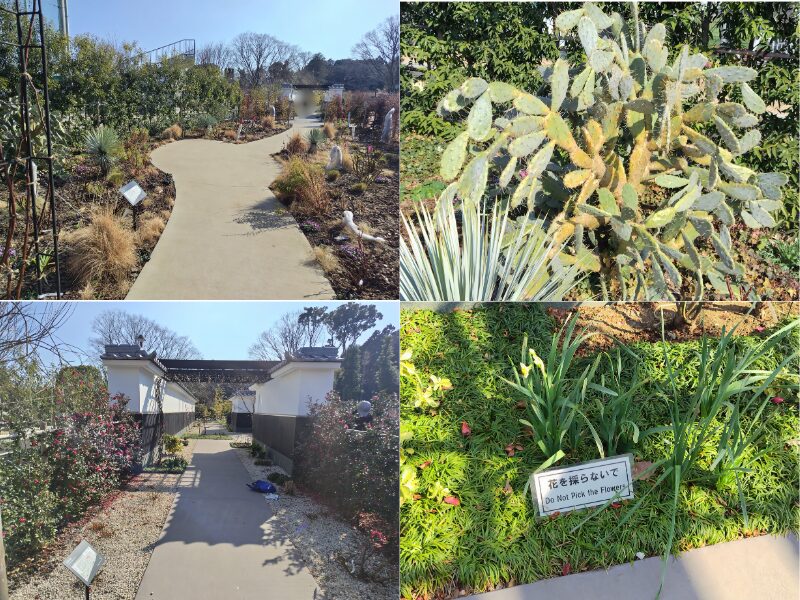 2月15日あやせローズガーデン