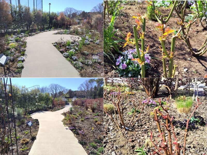 3月14日あやせローズガーデン