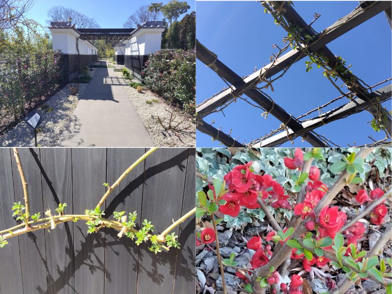 3月14日あやせローズガーデン