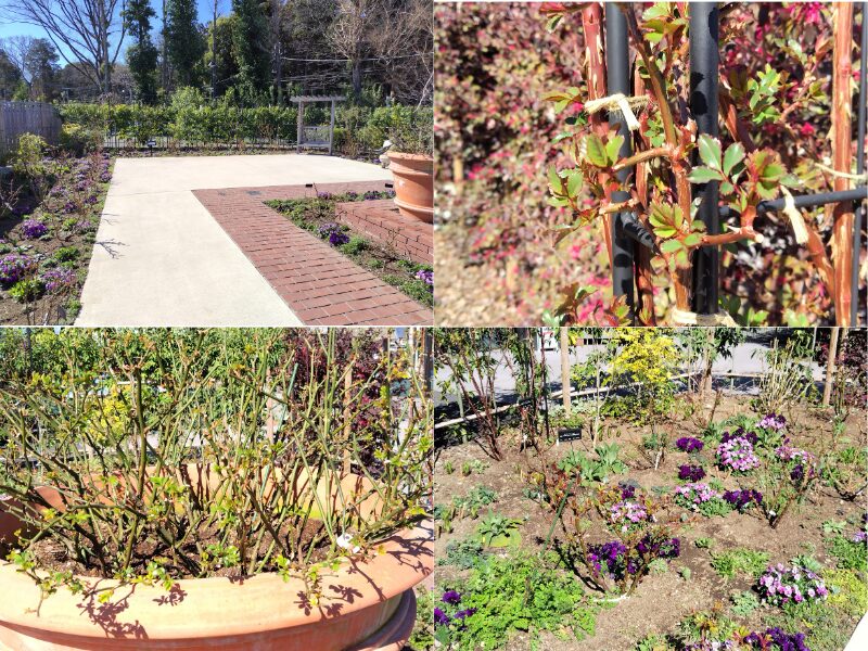 3月14日あやせローズガーデン