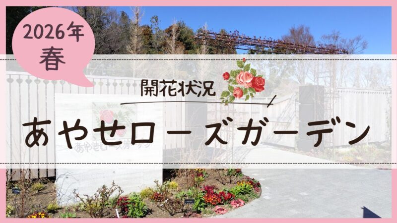 あやせローズガーデン開花状況2026春アイキャッチ画像