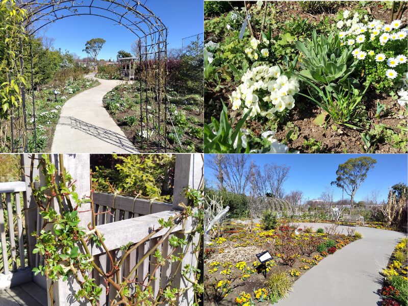 3月14日あやせローズガーデン