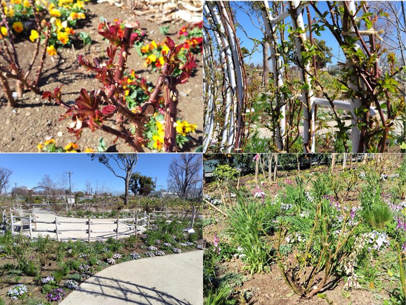 3月14日あやせローズガーデン