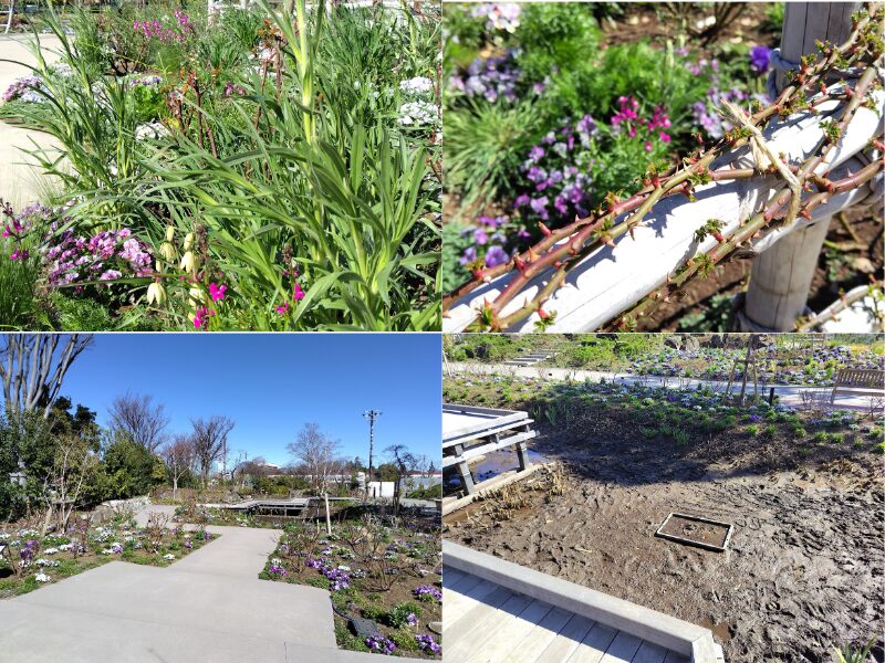 3月14日あやせローズガーデン