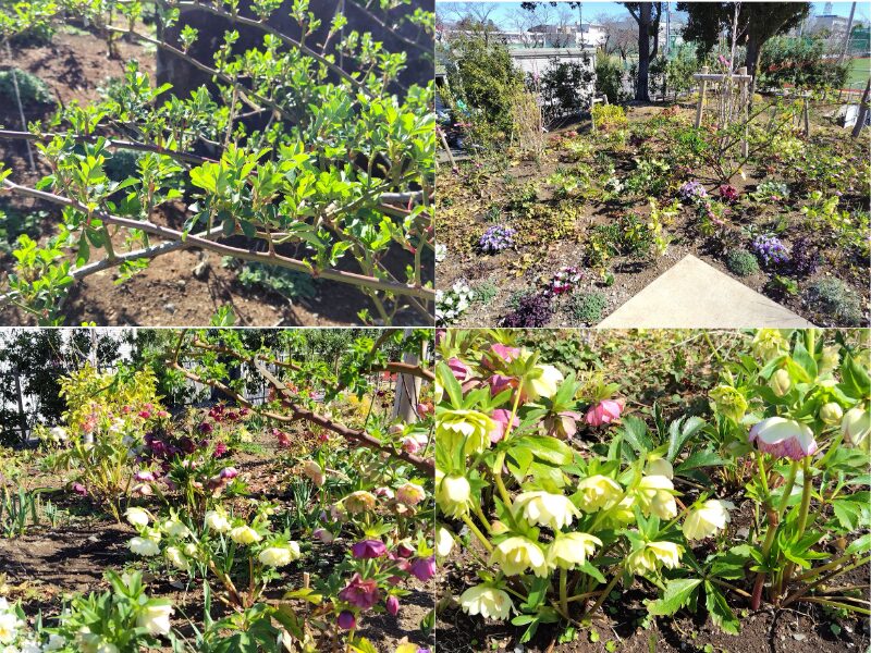 3月14日あやせローズガーデン