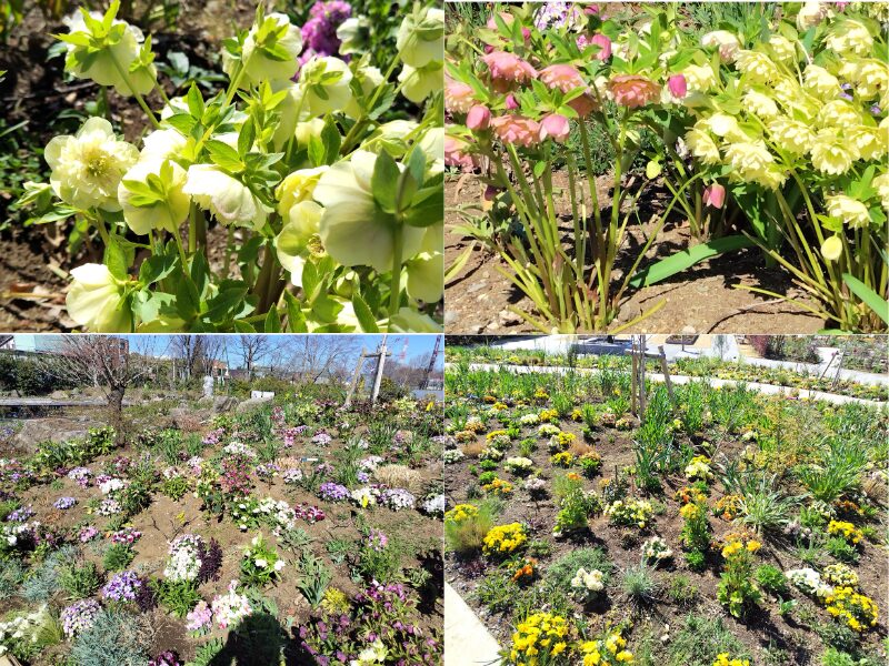 3月14日あやせローズガーデン