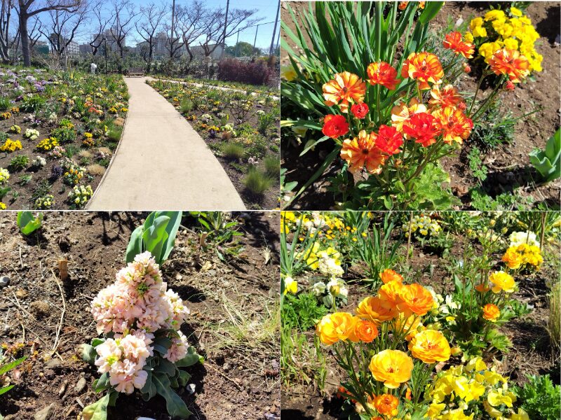 3月14日あやせローズガーデン