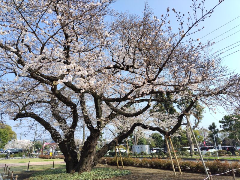 3月29日あやせローズガーデン