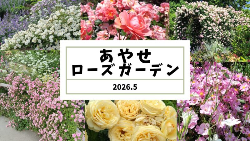 あやせローズガーデン2026年5月｜満開のバラを見てきましたアイキャッチ画像