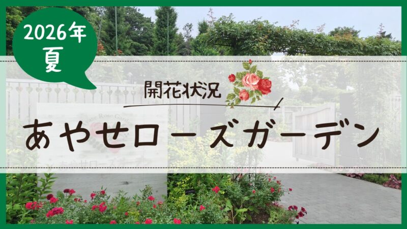 あやせローズガーデン開花状況2026夏アイキャッチ画像
