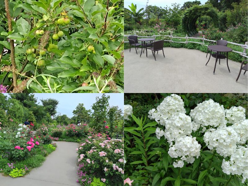 7月12日あやせローズガーデン