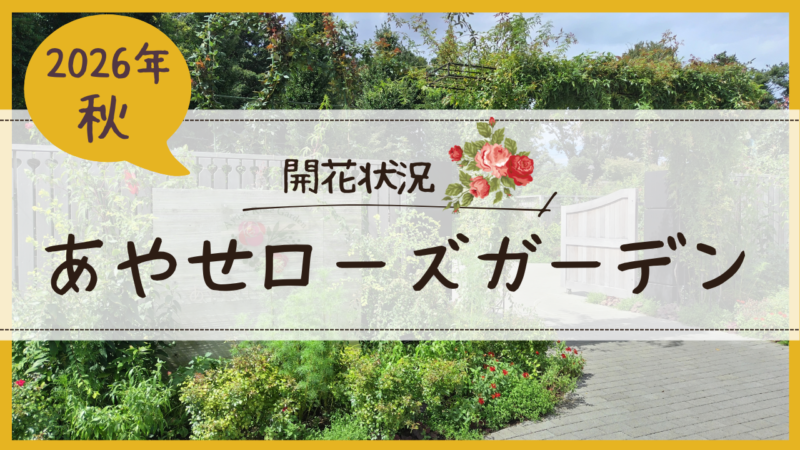 あやせローズガーデン開花状況2026秋アイキャッチ画像